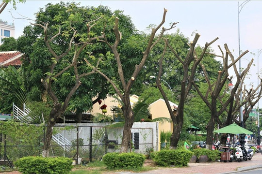 Đà Nẵng đảm bảo an toàn cây xanh trong mùa mưa bão