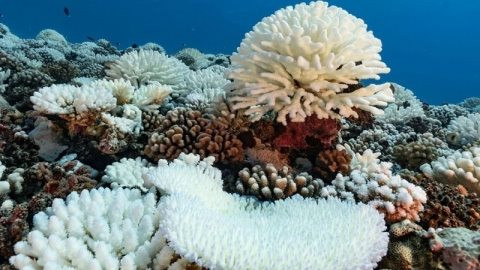 Các quốc gia huy động 12 tỷ USD bảo vệ các rạn san hô trước nguy cơ ô nhiễm môi trường