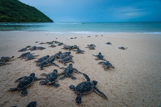 Số lượng rùa đực trên Thế giới có nguy cơ suy giảm do nhiệt độ tăng cao