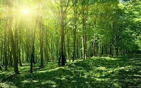 Gần 12.000 ha rừng ở Phú Yên được cấp chứng chỉ FSC
