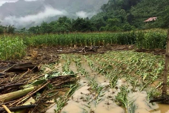 Tuyên Quang: Mưa lớn, huyện Hàm Yên bị thiệt hại khoảng 400 triệu đồng 