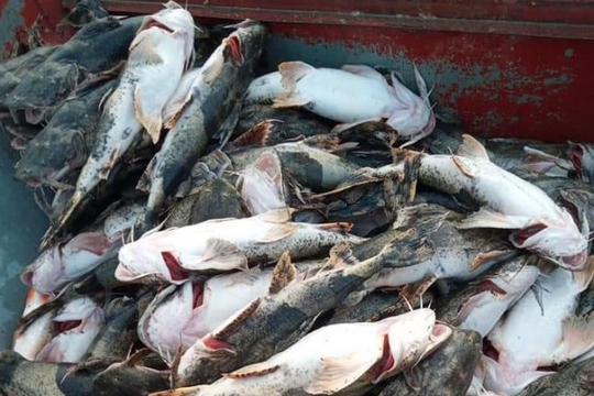 Cá đặc sản ở Tuyên Quang chết hàng loạt, hàng chục tỷ đồng trôi theo dòng nước