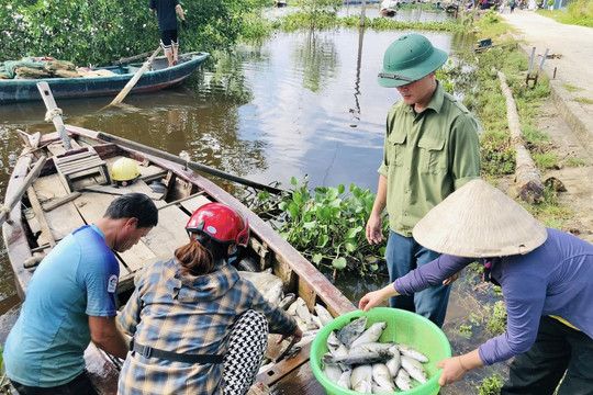 Tìm ra nguyên nhân khiến 50 tấn cá chết đột ngột trên sông Nghèn ở Hà Tĩnh