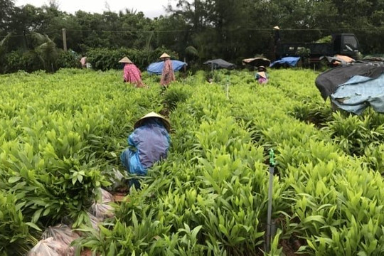 Bình Thuận trồng hơn 1.800ha rừng tập trung