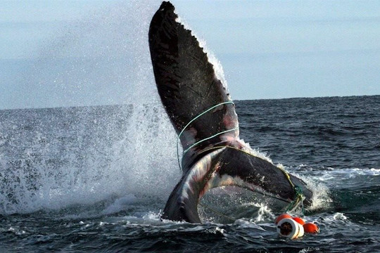 Cá voi đầu bò Bắc Đại Tây Dương đứng trước nguy cơ tuyệt chủng