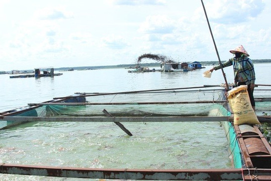 Thả tôm, cá giống để bảo vệ nguồn lợi thủy sản hồ Dầu Tiếng