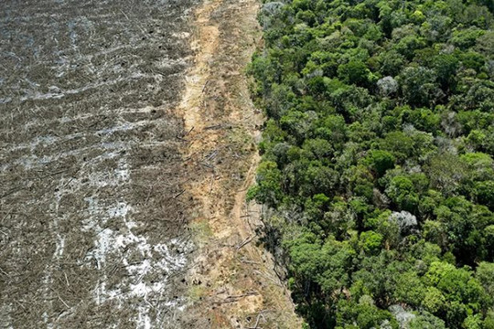 Thế giới đang mất phần rừng nhiệt đới lớn bằng diện tích Đan Mạch