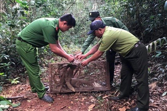 8 cá thể kỳ đà nguy cấp, quý hiếm được thả về rừng ở Đắk Nông 