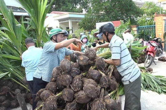 Trao tặng 10.000 cây dừa giống để cải tạo môi trường ở Thừa Thiên - Huế