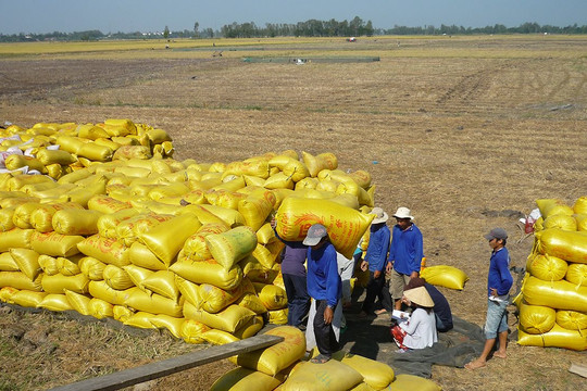 Xuất khẩu gạo của Việt Nam lập đỉnh mới
