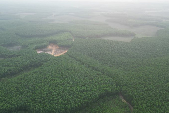 Chi trả dịch vụ môi trường góp phần quản lý, bảo vệ rừng ở Thừa Thiên Huế hiệu quả