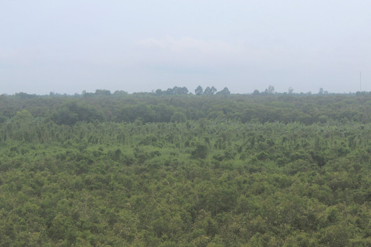 Diện tích rừng của Hậu Giang tăng gấp đôi sau 20 năm