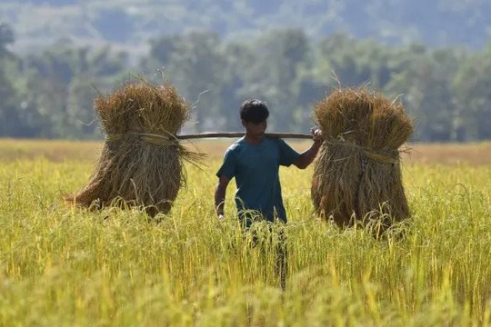 Giá gạo xuất khẩu Việt Nam cao kỷ lục: Có đáng lo?