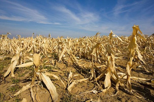 Kêu gọi tài trợ 160 triệu USD do El Nino làm trầm trọng thêm nạn đói toàn cầu