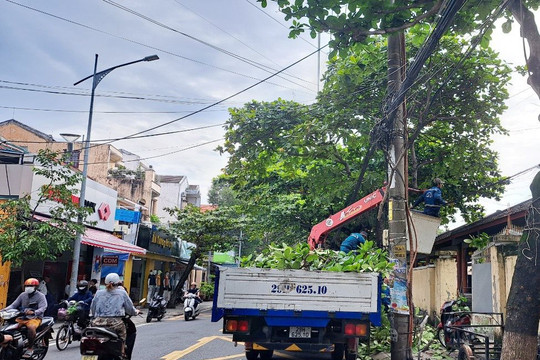 Quảng Nam: Giảm nỗi lo ngã đổ cây xanh trong mùa mưa bão ở TP Hội An