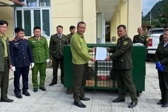Vườn quốc gia Hoàng Liên (Lào Cai) tiếp nhận 4 con chuột túi ở Cao Bằng