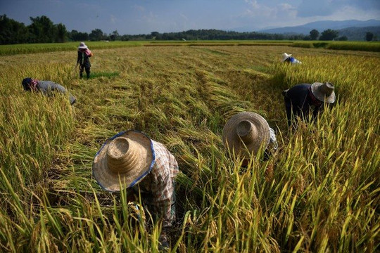 El Nino đang đe doạ vụ mùa lúa gạo ở Đông Nam Á
