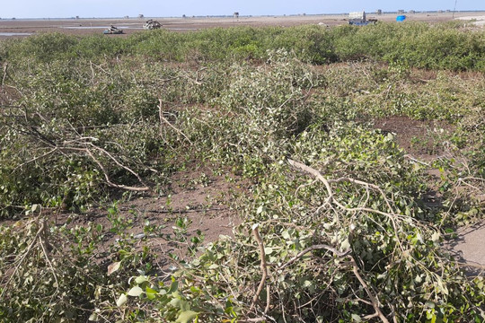Phạt 325 triệu đồng người đàn ông tự ý chặt cây, hút cát trong Vườn quốc gia Xuân Thủy