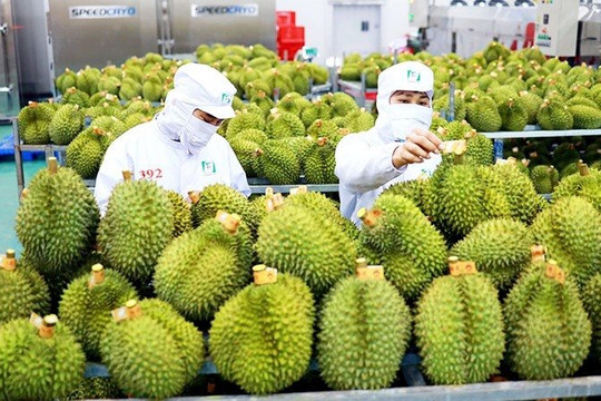 Xuất khẩu rau quả của Việt Nam đạt con số kỷ lục vượt 5 tỷ USD