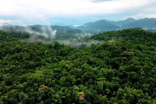 Rừng Quảng Nam thu hút các dự án bảo tồn đa dạng sinh học