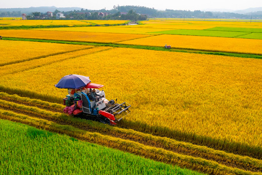 Phát triển bền vững 1 triệu ha chuyên canh lúa chất lượng cao và phát thải thấp gắn với tăng trưởng xanh