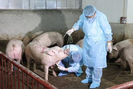 Hà Nội: Quyết liệt phòng chống dịch tả lợn châu Phi