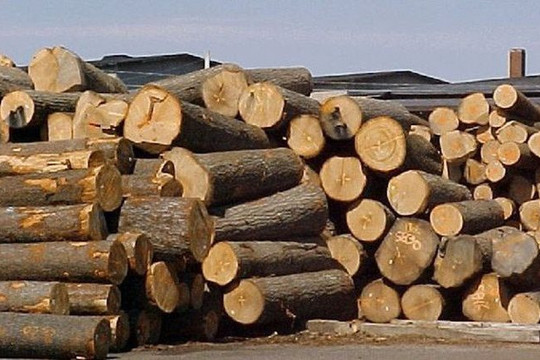 Ngừng tạm nhập, tái xuất gỗ tròn, gỗ rừng tự nhiên từ Lào và Campuchia từ 1/1/2024