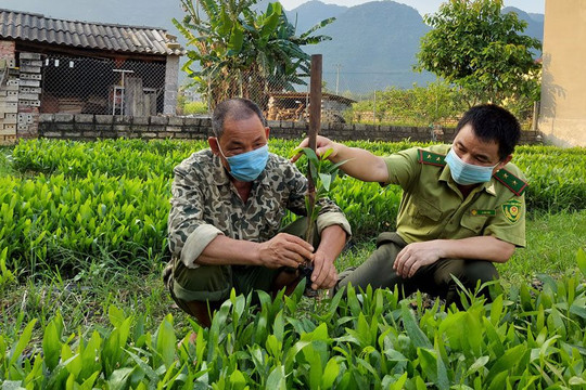 Thái Nguyên: Huyện Võ Nhai hoàn thành vượt kế hoạch trồng rừng