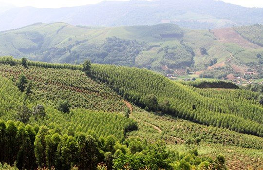 Bắc Giang phấn đấu đến năm 2025 có từ 16 nghìn ha rừng trồng gỗ lớn trở lên