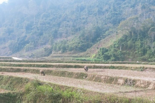 Bắc Kạn: Cao Sơn mùa thiếu nước, người dân ngóng mưa từng ngày