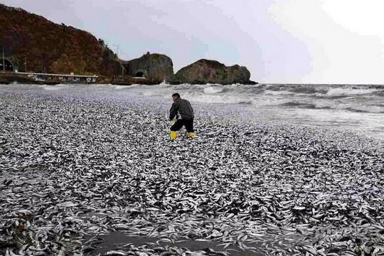 Hàng nghìn tấn cá ở Nhật Bản chết dạt vào bờ chưa rõ nguyên nhân