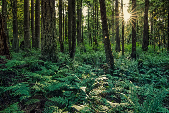 Đặt mục tiêu khôi phục 15% diện tích hệ sinh thái rừng bị suy thoái trong năm 2024