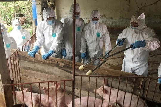 Hỗ trợ Quảng Trị hóa chất phòng, chống dịch tả lợn châu Phi