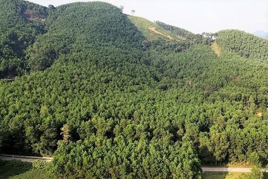 Hà Tĩnh phát triển rừng theo tiêu chuẩn FSC, tiến tới bán tín chỉ carbon