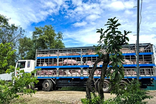 Di dời hơn 8.000 con lợn ở Lâm Đồng ra khỏi trang trại do ô nhiễm môi trường