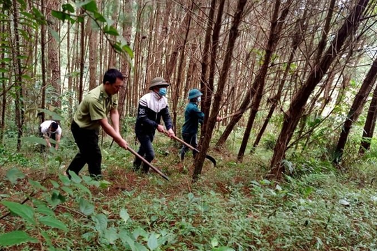 Lai Châu: Huyện Tân Uyên giám sát chặt tài nguyên rừng đảm bảo quy định pháp luật