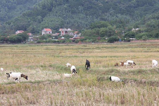 Bắc Giang chủ động phòng, chống rét cho cây trồng, vật nuôi