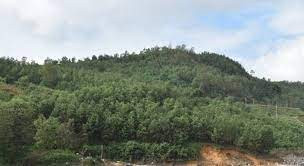 Quảng Nam: Tỷ lệ che phủ rừng ở huyện Nông Sơn đạt 66,47%