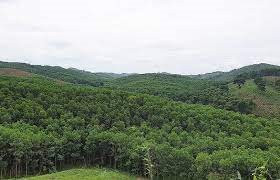 Thanh Hóa vượt kế hoạch trồng rừng tập trung năm 2023