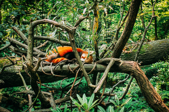 Nơi bảo tồn hàng chục cá thể động vật hoang dã quý hiếm ở An Giang