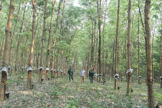 Dừng thí điểm cho hộ nông dân góp vốn trồng cây cao su bằng quyền sử dụng đất tại Sơn La