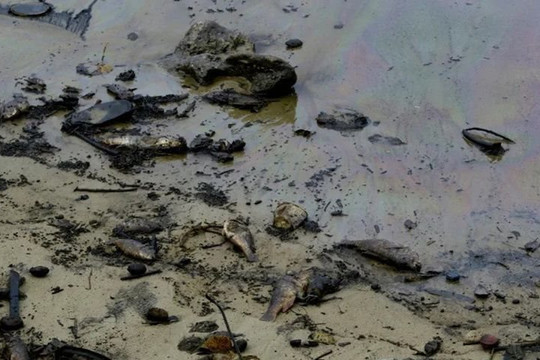 Tràn dầu gây ảnh hưởng đến môi trường nhiều bãi biển ở Venezuela