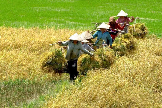 Phát triển trồng trọt theo hướng xanh, giữ ổn định diện tích 3,56 triệu ha đất trồng lúa