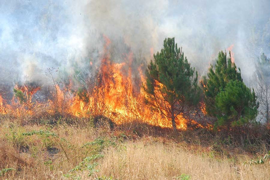 Lai Châu chủ động phòng ngừa, kiểm soát chặt chẽ các nguyên nhân và nguy cơ dẫn đến cháy rừng