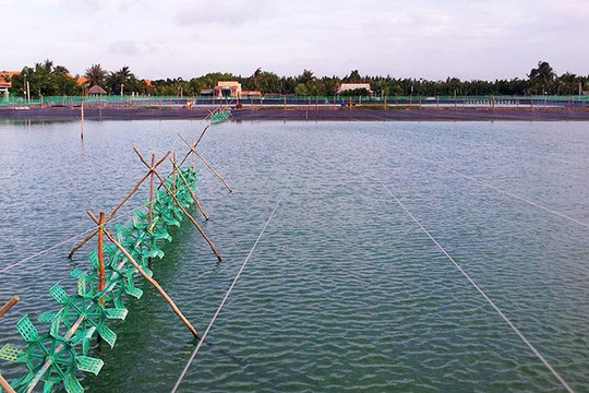 Nâng cao giá trị nuôi trồng thủy sản tại Bạc Liêu