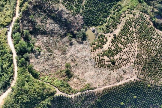 Đắk Nông: Phát hiện vụ phá rừng có quy mô hơn 6.000m2