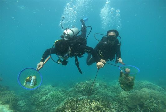 Tập huấn bảo vệ, bảo tồn phục hồi rạn san hô ở vịnh Nha Trang