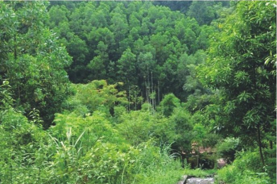 Thái Nguyên: Tăng cường quản lý, bảo vệ rừng ở huyện Võ Nhai