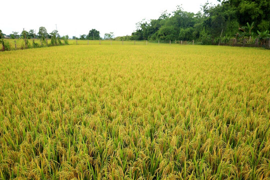 Nhân rộng mô hình canh tác lúa thân thiện với môi trường ở Bắc Giang