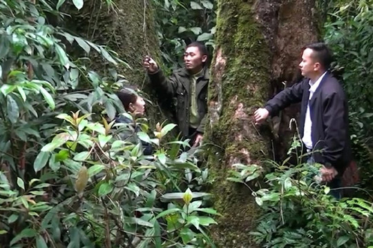 Sơn La: Bảo tồn đa dạng sinh học rừng đặc dụng Tà Xùa